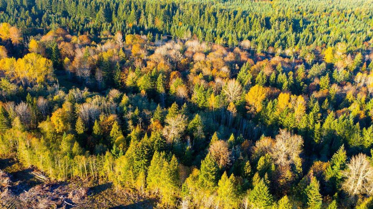 Close view of the autumn forest canopy at Elk Ridge, gold maples among evergreens