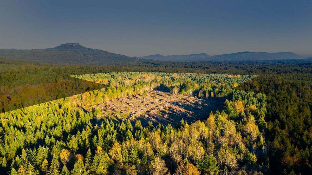 Elk Ridge forest in evening light, placeholder for the founder video